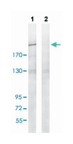 ITGB4 (phospho Y1510), Rabbit anti-Human, Mouse, Rat, Polyclonal Antibody,