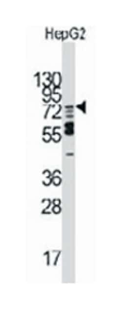 MARK2 Rabbit anti-Human, Mouse, Polyclonal Antibody, Abnova 400&mu;L; Unlabeled:Antibodies,