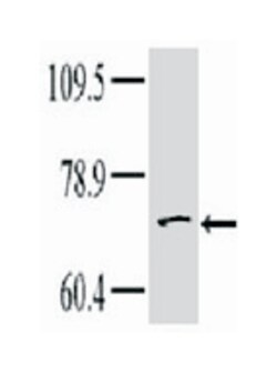 TNK1 Rabbit anti-Human, Polyclonal Antibody, Abnova 400 &mu;L | Buy Online | Abnova Corporation | Fisher Scientific