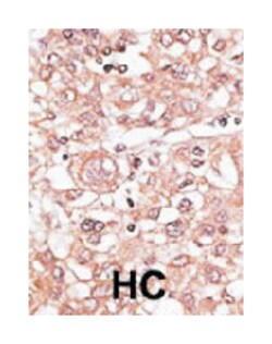 TLR7 Rabbit anti-Human, Mouse, Polyclonal Antibody, Abnova 400 &mu;L | Buy Online | Abnova Corporation | Fisher Scientific