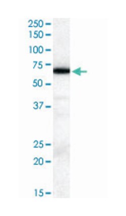 ELF1, Goat, Polyclonal Antibody, Abnova 100&mu;g; Unlabeled:Antibodies,