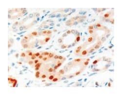 ANLN Goat anti-Human, Polyclonal Antibody, Abnova 100 &mu;g | Buy Online | Abnova Corporation | Fisher Scientific