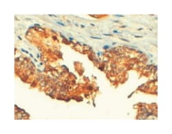 ABCC4 Goat anti-Human, Rat, Polyclonal Antibody, Abnova 100 &mu;g | Buy Online | Abnova | Fisher Scientific