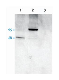 PDE4D Goat anti-Human, Mouse, Polyclonal Antibody, Abnova 100 &mu;g | Buy Online | Abnova Corporation | Fisher Scientific