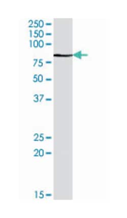 GAB2, Goat, Polyclonal Antibody, Abnova 100 &mu;g | Buy Online | Abnova | Fisher Scientific