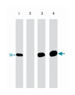 NFKBIA (phospho Y305), Rabbit anti-Human, Mouse, Rat, Polyclonal Antibody, Abnova 100 &mu;L | Buy Online | Abnova | Fisher Scientific