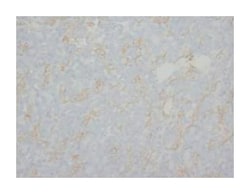 MBP Rabbit anti-Human, Mouse, Rat, Polyclonal Antibody, Abnova 100&mu;g;