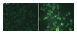 KCNC1 (phospho S503), Rabbit anti-Mouse, Rat, Polyclonal Antibody, Abnova 100 &mu;L | Buy Online | Abnova Corporation | Fisher Scientific