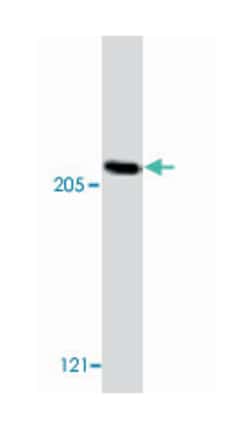 ACIN1 Rabbit anti-Human, Polyclonal Antibody, Abnova 100 &mu;g | Buy Online | Abnova Corporation | Fisher Scientific