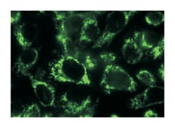 BCL2L13, Mouse, Clone: Rocky-2, Abnova 100&mu;g; Unlabeled:Antibodies,