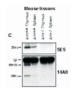 Bcl2l11, Rat, Clone: 14A8, Abnova 100&mu;g; Unlabeled:Antibodies, Monoclonal