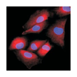 NAT6, Mouse, Clone: AT2F4, Abnova 100&mu;L; Unlabeled:Antibodies, Monoclonal