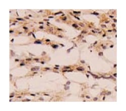 IL1B, Mouse, Clone: 2H12, Abnova 100&mu;g; Unlabeled:Antibodies, Monoclonal