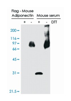 Adipoq Rabbit anti-Human, Mouse, Rat, Polyclonal Antibody, Abnova 50&mu;g;