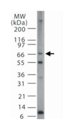 PRMT5 Rabbit anti-Human, Polyclonal Antibody, Abnova 200&mu;L; Unlabeled:Antibodies,
