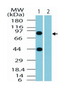 BCLAF1 Rabbit anti-Chimpanzee, Dog, Human, Mouse, Polyclonal Antibody,