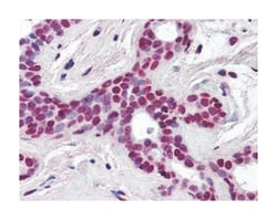 CUL3, Rabbit, Polyclonal Antibody, Abnova 100&mu;L; Unlabeled:Antibodies,