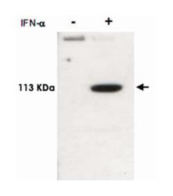 STAT2 (phospho Y690), Rabbit anti-Human, Mouse, Rat, Polyclonal Antibody,