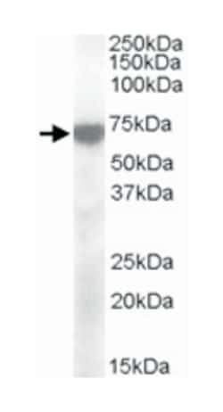 KCNQ4, Goat, Polyclonal Antibody, Abnova 100&mu;g; Unlabeled:Antibodies,