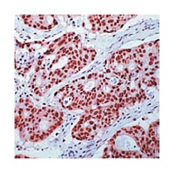 RXRG, Rabbit, Polyclonal Antibody, Abnova 100&mu;L; Unlabeled:Antibodies,