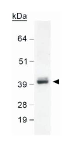 SOX2 Rabbit anti-Chicken, Human, Mouse, Sheep, Xenopus, Zebra fish, Polyclonal Antibody, Abnova 100 &mu;L | Buy Online | Abnova Corporation | Fisher Scientific
