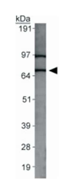 SLC31A2 Rabbit anti-Human, Mouse, Polyclonal Antibody, Abnova 100&mu;L;