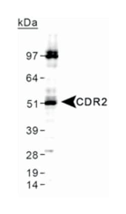 CDR2, Rabbit, Polyclonal Antibody, Abnova 100 &mu;L | Buy Online | Abnova | Fisher Scientific