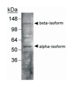 NR1H3/NR1H2 Rabbit anti-Chicken, Human, Mouse, Primates, Rat, Polyclonal