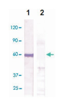 PTEN (phospho S385), Rabbit anti-Human, Mouse, Rat, Polyclonal Antibody, Abnova 100 &mu;g | Buy Online | Abnova | Fisher Scientific