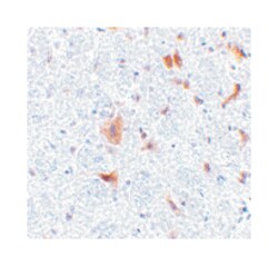 FAIM2, Rabbit, Polyclonal Antibody, Abnova 100&mu;g; Unlabeled:Antibodies,