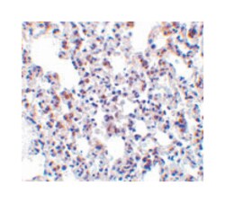 BCAP31 Rabbit anti-Human, Mouse, Rat, Polyclonal Antibody, Abnova 100 &mu;g | Buy Online | Abnova | Fisher Scientific