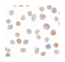 C1QTNF2 Rabbit anti-Human, Mouse, Rat, Polyclonal Antibody, Abnova 100 &mu;g | Buy Online | Abnova | Fisher Scientific