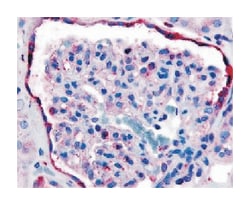 ERBB4 Rabbit anti-Human, Polyclonal Antibody, Abnova 50&mu;g; Unlabeled:Antibodies,