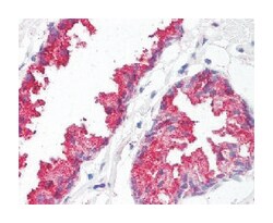 BACE1 Rabbit anti-Human, Monkey, Polyclonal Antibody, Abnova 50&mu;g; Unlabeled:Antibodies,