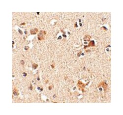 AIPL1 Rabbit anti-Human, Mouse, Rat, Polyclonal Antibody, Abnova 100&mu;g;