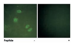 ELK3 Rabbit anti-Human, Mouse, Polyclonal Antibody, Abnova 100&mu;g; Unlabeled:Antibodies,