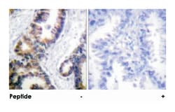 DUSP1 Rabbit anti-Human, Polyclonal Antibody, Abnova 100&mu;g; Unlabeled:Antibodies,