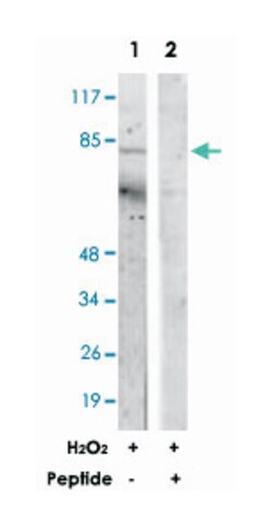 PIK3R1/PIK3R3 Rabbit anti-Human, Mouse, Rat, Polyclonal Antibody, Abnova