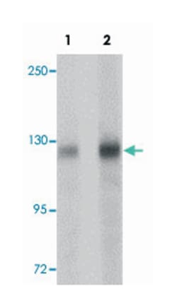 BCAS3 Rabbit anti-Human, Mouse, Rat, Polyclonal Antibody, Abnova 100&mu;g;