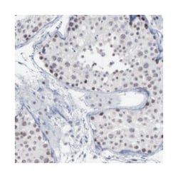 BRD1, Rabbit, Polyclonal Antibody, Abnova 100&mu;L; Unlabeled:Antibodies,