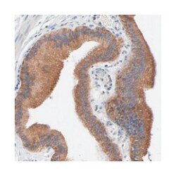 VAV2 Rabbit anti-Human, Polyclonal Antibody, Abnova 100 &mu;L | Buy Online | Abnova | Fisher Scientific