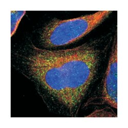 FCGBP Rabbit anti-Human, Polyclonal Antibody, Abnova 100&mu;L; Unlabeled:Antibodies,