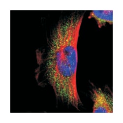 PARP14 Rabbit anti-Human, Polyclonal Antibody, Abnova 100 &mu;L | Buy Online | Abnova Corporation | Fisher Scientific