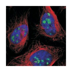 USP36, Rabbit, Polyclonal Antibody, Abnova 100&mu;L; Unlabeled:Antibodies,