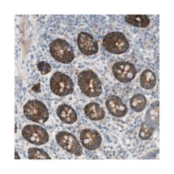 KCNS3, Rabbit, Polyclonal Antibody, Abnova 100&mu;L; Unlabeled:Antibodies,