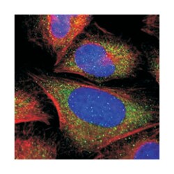 PLCE1 Rabbit anti-Human, Polyclonal Antibody, Abnova 100 &mu;L | Buy Online | Abnova Corporation | Fisher Scientific