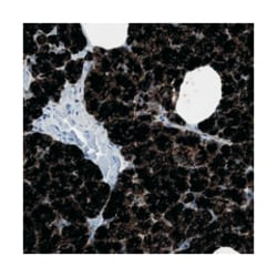 GP2 Rabbit anti-Human, Polyclonal Antibody, Abnova 100 &mu;L | Buy Online | Abnova | Fisher Scientific