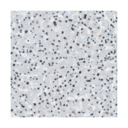 OGFR, Rabbit, Polyclonal Antibody, Abnova 100&mu;L; Unlabeled:Antibodies,