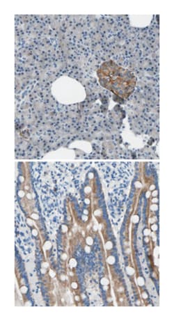 TOR1B Rabbit anti-Human, Polyclonal Antibody, Abnova 100 &mu;L | Buy Online | Abnova Corporation | Fisher Scientific