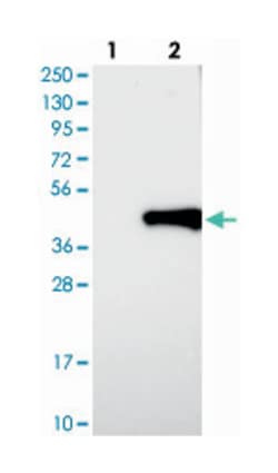 TOR1B Rabbit anti-Human, Polyclonal Antibody, Abnova 100 &mu;L | Buy Online | Abnova Corporation | Fisher Scientific
